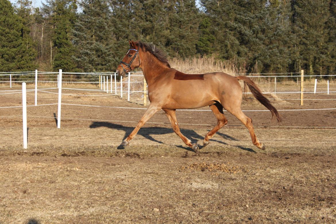 Anden særlig race Ricardo - Solgt billede 3