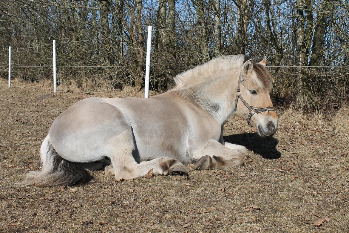 Fjordhest Imbert Fulgsang - 18» Billede fra den 1. april 2013, nyder solen uden dækken og i afslappende stilling :) billede 17