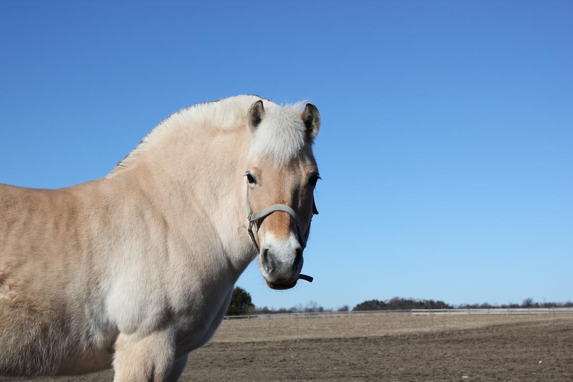 Fjordhest Freja |Den bedste <3| - Ligner jo næsten et frimærke! Så smuk - Forår 2013 billede 6