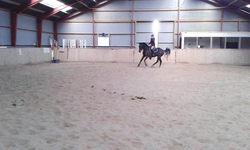 Holstener Medusa billede 20