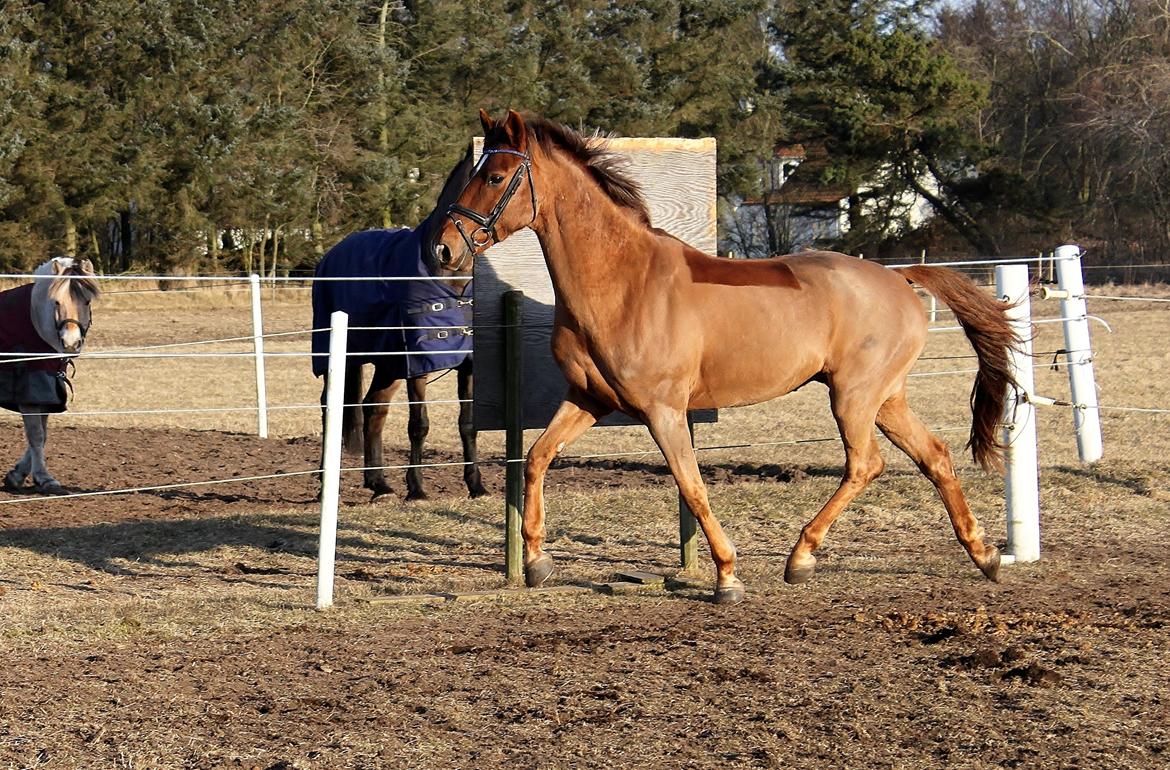 Anden særlig race Ricardo - Solgt billede 7