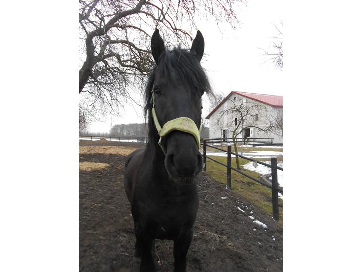 {{currentPhoto.altText}} billede {{currentPhoto.number}}