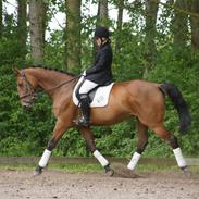 Anden særlig race Thilde *Solgt*