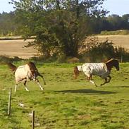 Hollandsk Sportspony Lara   (SOLGT)