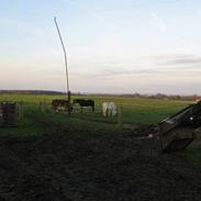 Welsh Mountain (sec A) Skrubbenborg Jamais