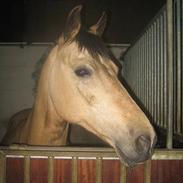 Hollandsk Sportspony Paqui  - SOLGT