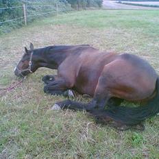 Oldenborg Light-Moon