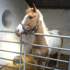 Pinto Matilde "SOLGT"
