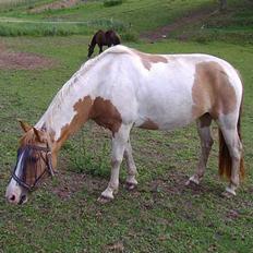 Pinto Matilde "SOLGT"
