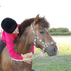 New Forest Brentebjergs Xerox 