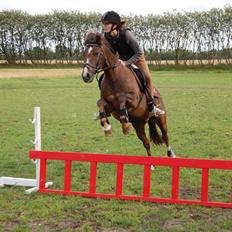 New Forest Brentebjergs Xerox 