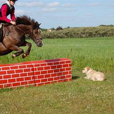 New Forest Brentebjergs Xerox 