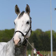 Dansk Varmblod Leda ERDH <3
