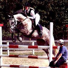 Dansk Varmblod Leda ERDH <3
