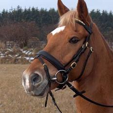 Anden særlig race Lukas