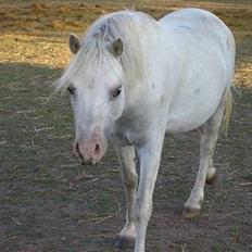 Welsh Mountain (sec A) Fellini