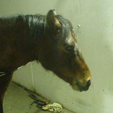 Anden særlig race Ofelia gammel part