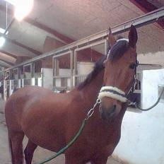 Anden særlig race Cartoons ( solgt)