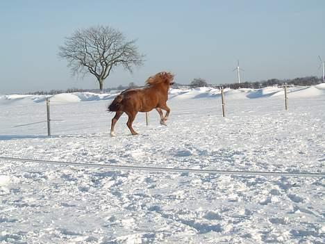 Frederiksborg <3fru-dutte<3  (R.I.P) - 7) her leger jeg.. billede 7