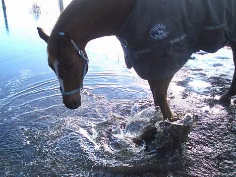 Anden særlig race Spitfire † billede 16