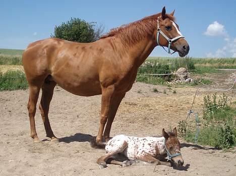 Anden særlig race Spitfire † billede 17