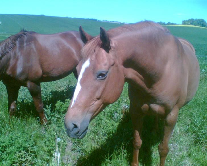 Anden særlig race Spitfire † - på sommerfolden billede 18