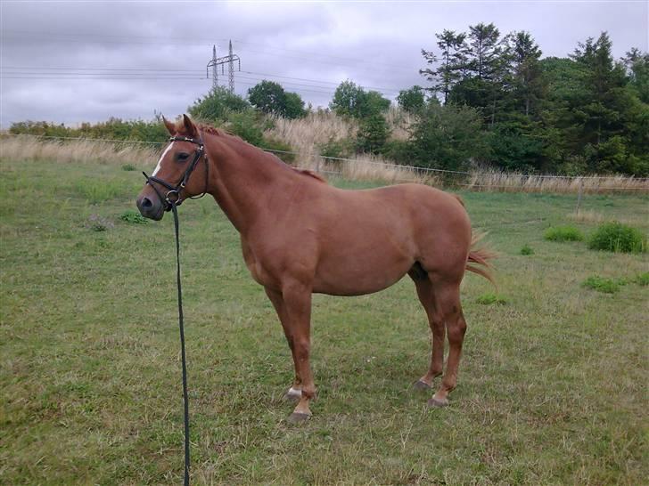 Anden særlig race Spitfire † billede 19