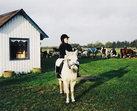 Welsh Mountain (sec A) Bølle *RIP* - Første stævne. . (scannet, så er lidt sløret) billede 2