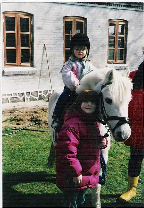 Welsh Mountain (sec A) Bølle *RIP* - Første dag han er kommet hjem.. (scannet, så er lidt sløret) billede 1