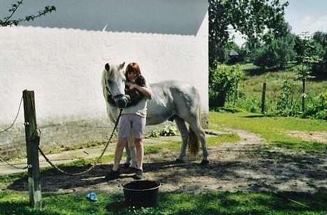 Welsh Mountain (sec A) Bølle *RIP* - miig, Bølle og miin kat..(scannet, så er lidt sløret) billede 4