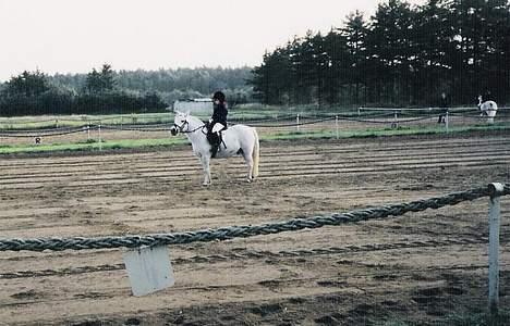 Welsh Mountain (sec A) Bølle *RIP* - miig og Bølle til vores første stævne..(scannet, så er lidt sløret) billede 5