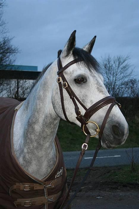 Anden særlig race Wonder Blue R.I.P.<3 - smukke blue <33 fotograf: janie <3 billede 1