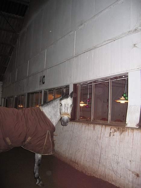 Anden særlig race Wonder Blue R.I.P.<3 - hvem er det ! <33 fotograf: mig billede 2