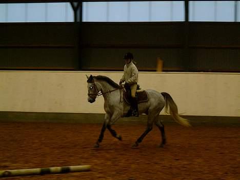 Anden særlig race Wonder Blue R.I.P.<3 - gallop <3 fotograf: josephine  billede 7