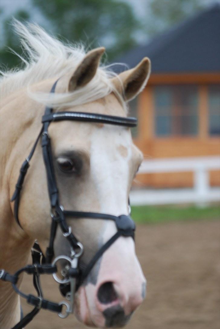 Palomino Spooky ( lånt ud ) billede 16