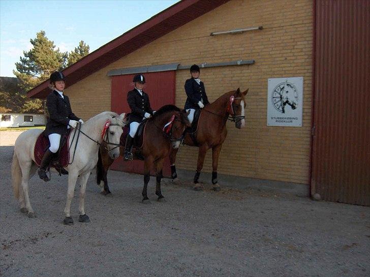 Anden særlig race Thestrupgaardens Kashmir Rex - fra venstre: josephine/kashmir-Nanna/snøvs- marethe/montana. vindere af maribo holdcup billede 12