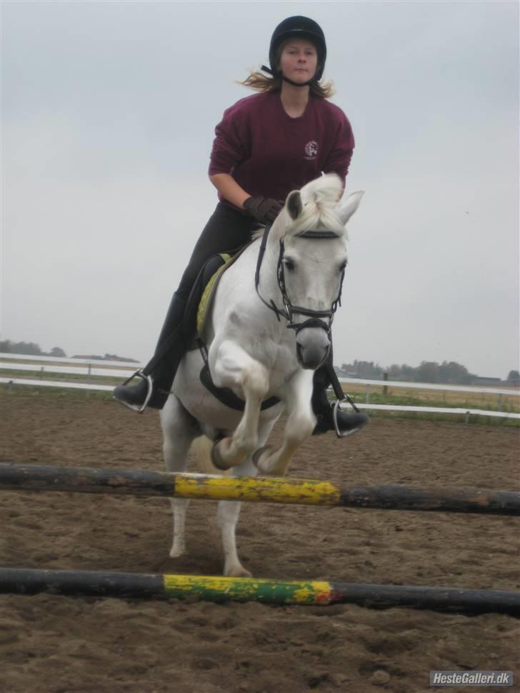 Anden særlig race Thestrupgaardens Kashmir Rex - kashmir og katja, kashmris nuværende part:) de springer:O) billede 13