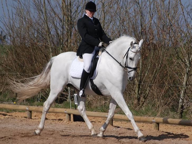 Pura Raza Española versalles  billede 6