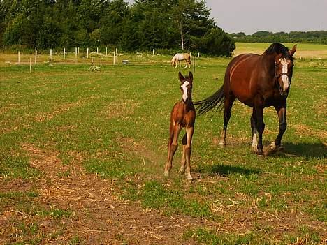 Dansk Varmblod Canto (kanne) (solgt) <3 - MOAAR! hvem er de der mensker der kigger på os..? HJÆLP heste tyve.. billede 6