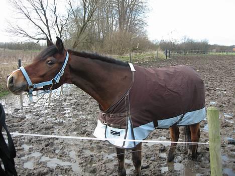 Anden særlig race Lucky  - lucky på mudder fold xD han er så sød billede 15