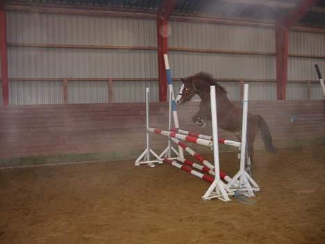 Anden særlig race Dinky-Boy solgt /; - haha løs springning i vinters :) billede 8