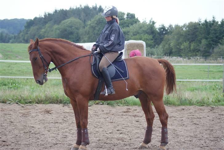 Knabstrupper Zolon - billedet er taget af maiken :D taak billede 5