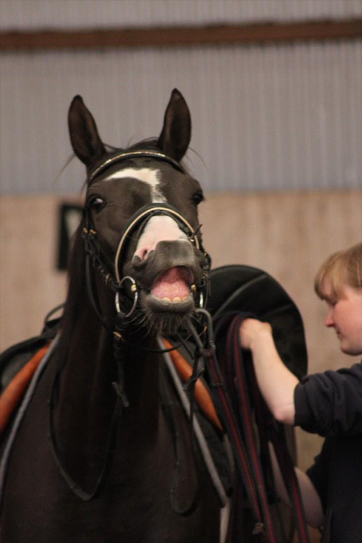 Svensk Varmblod : Charming Duchess *Baby* - velkommen til min profil *,  billede 3