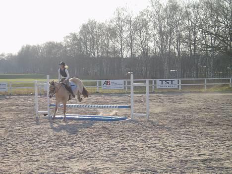 Fjordhest Anemone - Springstævne sommeren 2007, 60-70 cm. billede 2