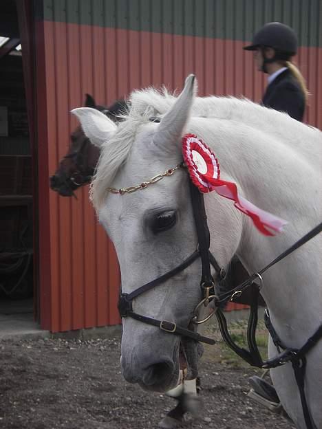 DSP Beluga dsp 515 SAVNET billede 4