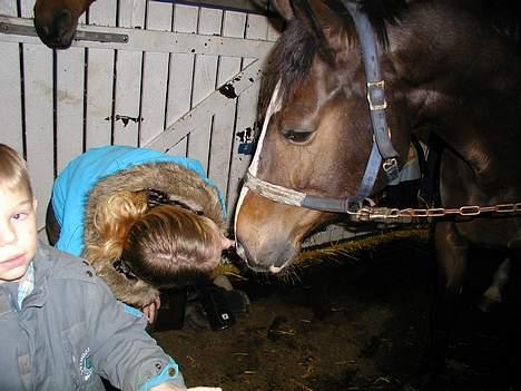 Anden særlig race Charmeur*Aflivet 11/6 07* - Kys<3 elsker min lille hest billede 11