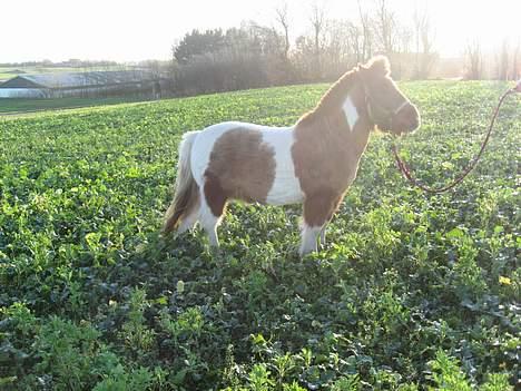 Shetlænder Sofus  billede 10