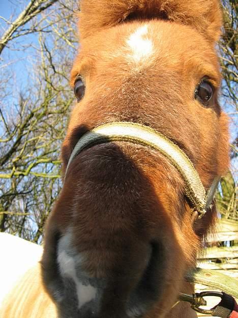 Shetlænder Sofus  billede 3
