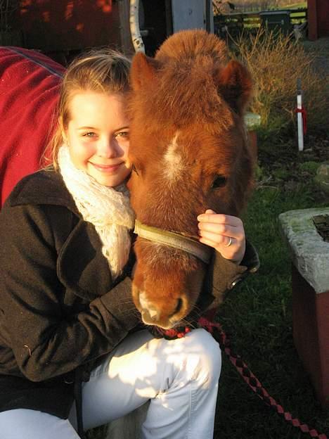 Shetlænder Sofus  billede 4