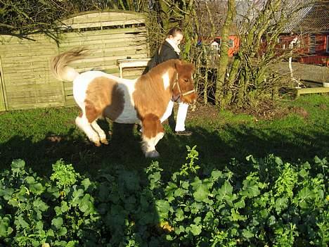 Shetlænder Sofus  billede 5